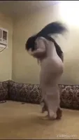 Arab big ass big tites dancing