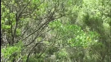 ASHA BLISS - (from the movie LA DONNA DEL DESTINO)