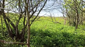 Fucking mature in nature doggy style