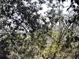 Lawrence T. Cole Classics