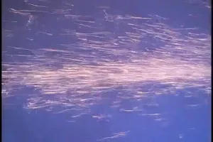 Nikki Tyler The Shot