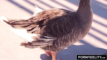 PORNFIDELITY Ebony Babe Ana Foxxx Fucks Big White Dick