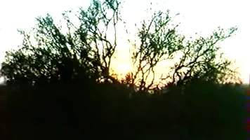 Sweet Savage - Carol Coners