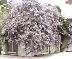 Tu la tire ou tu la ...?