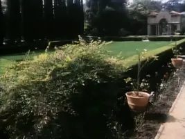 Young Lady Chatterly